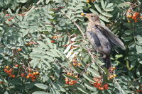 Turdus merula
